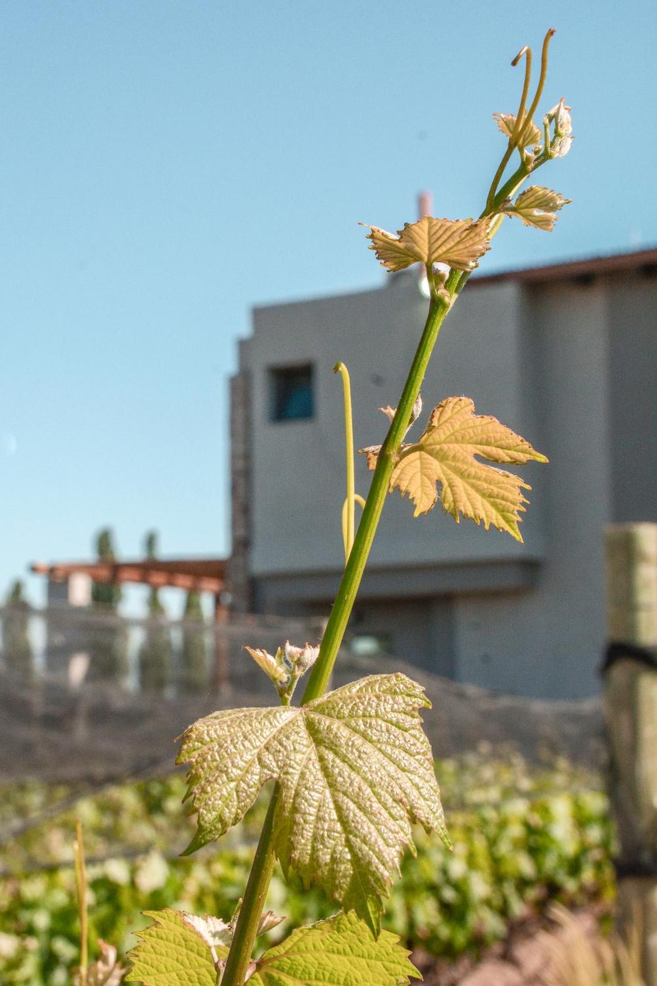 Agrelo Vines Lodge Dış mekan fotoğraf